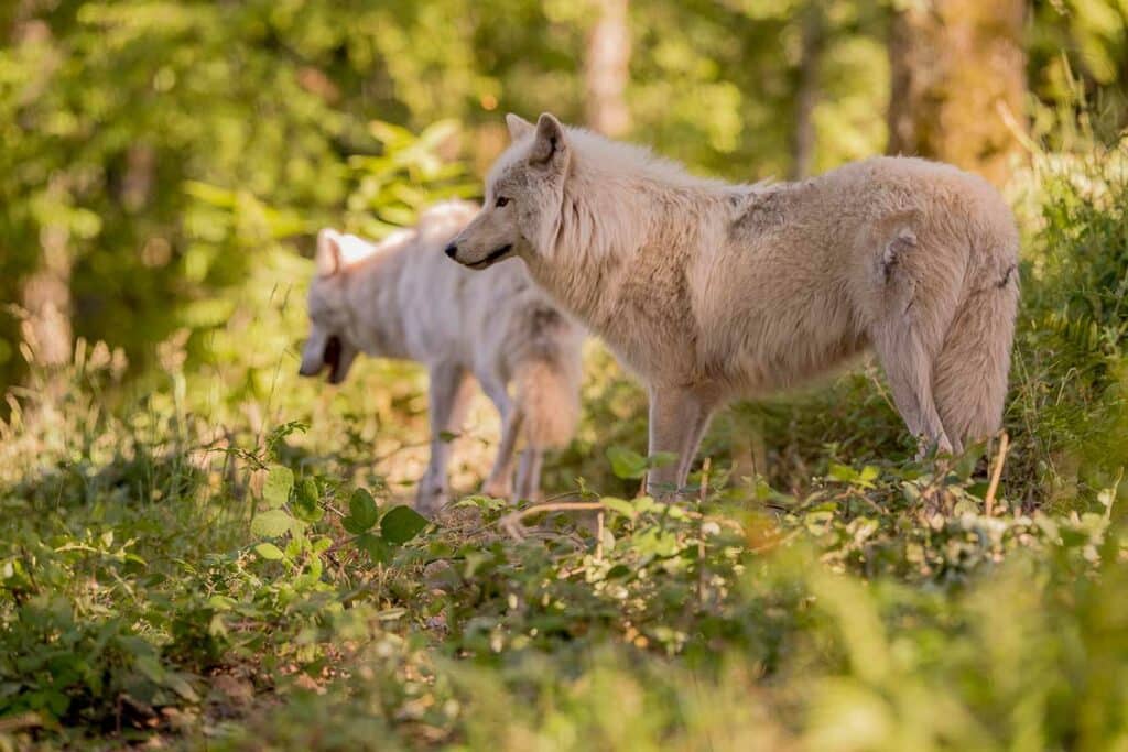 Loups parc de Courzieu à proximité de Lyon