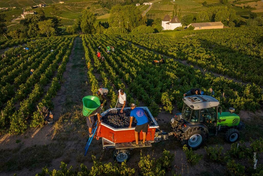 Vignes Beaujolais - Domaine Passot