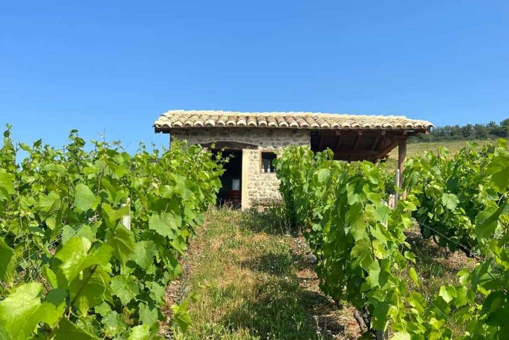 Vigne Beaujolais domaine des Arbins